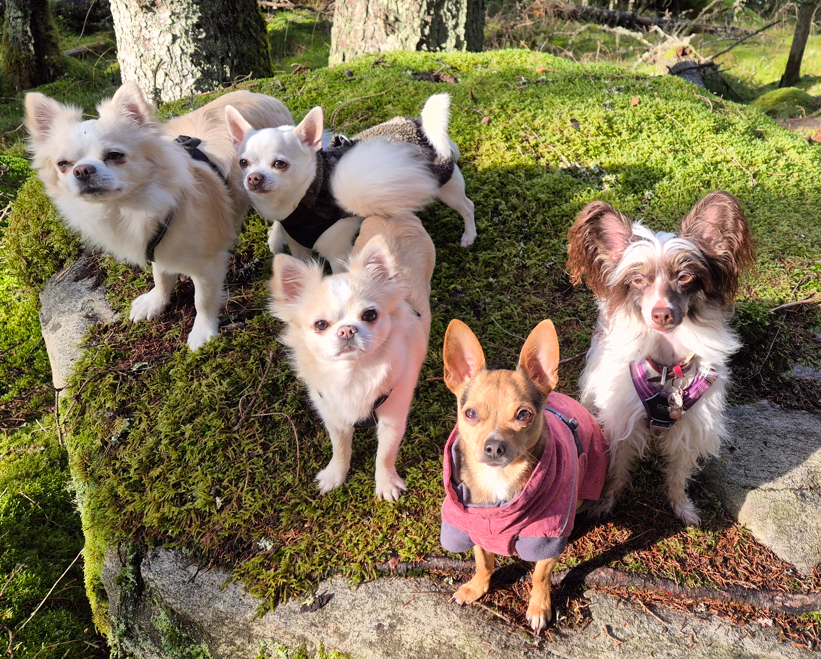 Chihuahuor på promenad