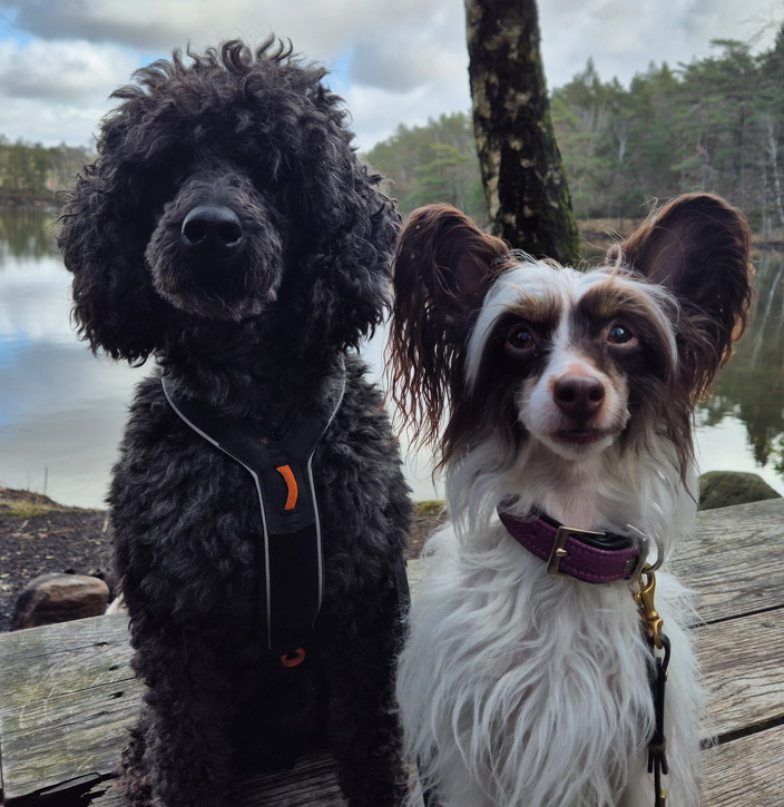 Pudel på promenad